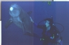 With Dolphins in Grand Bahama 11/07