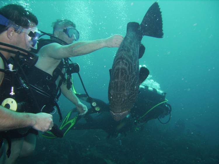 Pet the Grouper!