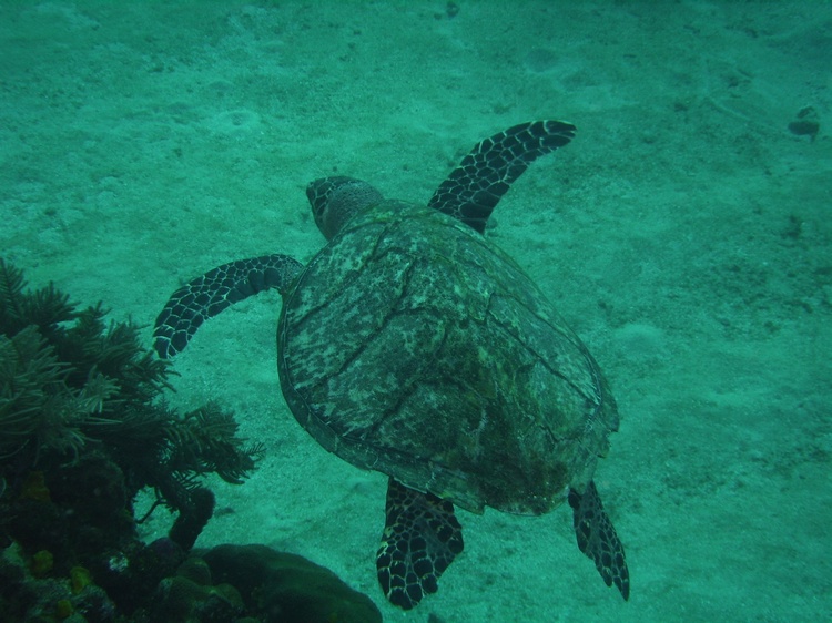 Turtle in Roatan
