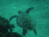 Turtle in Roatan
