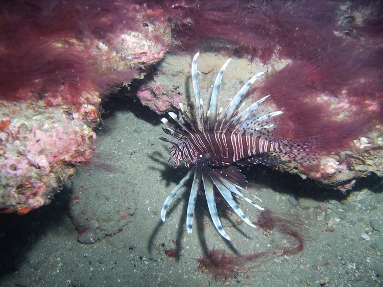 Lovely Lion fish!