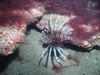 Lovely Lion fish!