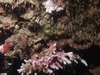 Beutiful Corals