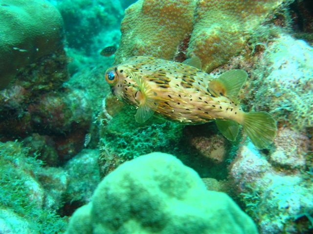 Balloonfish