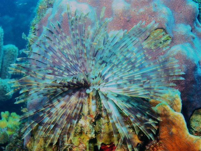 Curacao