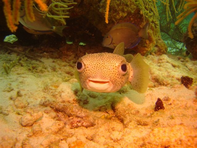 a Curacao smile