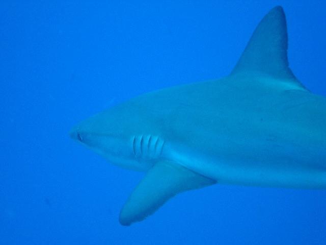 But wacht out for Jaws.