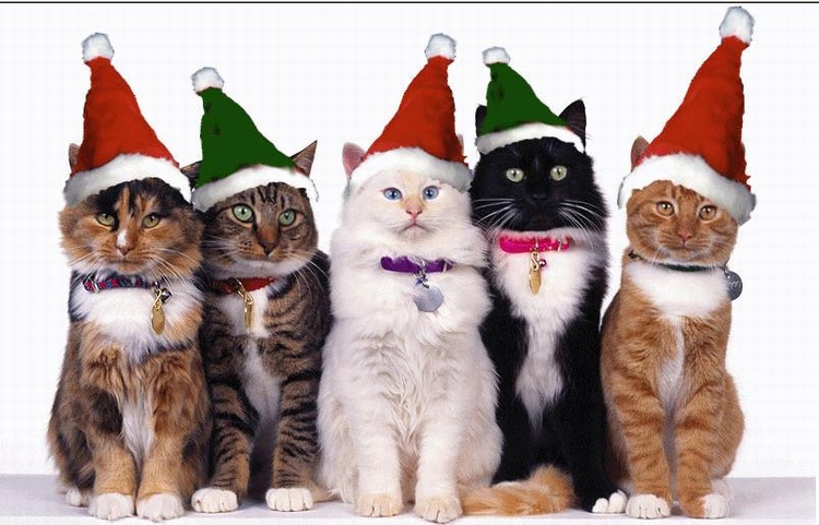 Ho  Ho  Ho  Meow