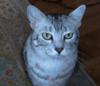 Naughty Nohti (our Egyptian Mau)