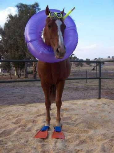 Sea Horse