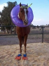 Sea Horse