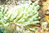 Anemone