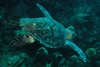 Sea Turtle