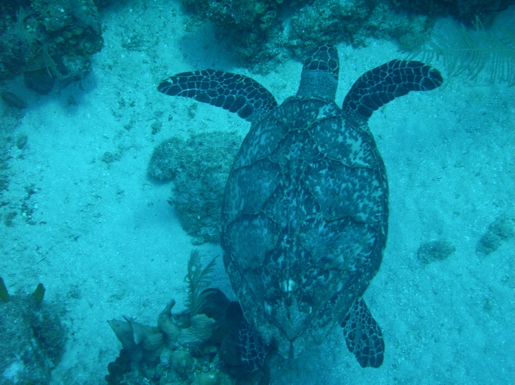 Roatan Turtle