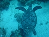 Roatan Turtle