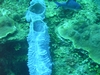 Blue Tubes, Roatan