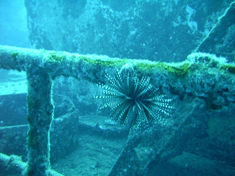 Anemone, Oahu