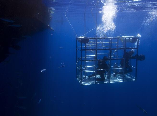 Getting into the shark cage for an encounter with Senor Big