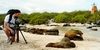Videoing Galapagos Seals in the Galapagos. 1999