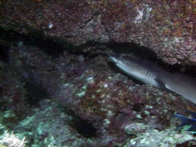 Gray nurse shark