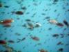 School of fish in Costa Rica