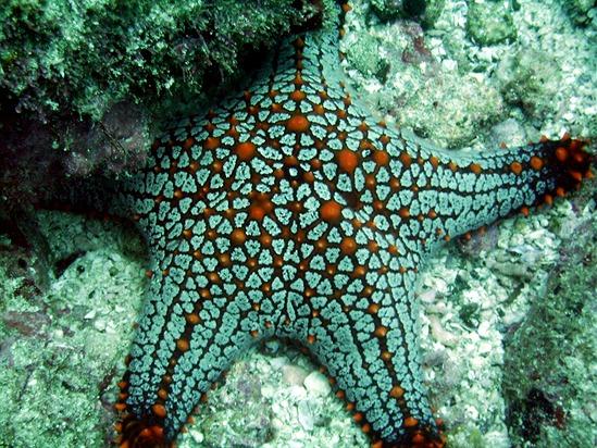Cool Star Fish