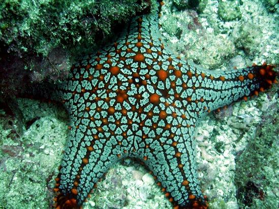 Cool Star Fish