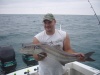 Cobia