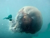 NOW THATS A JELLY FISH !