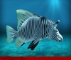 ZEBRA FISH