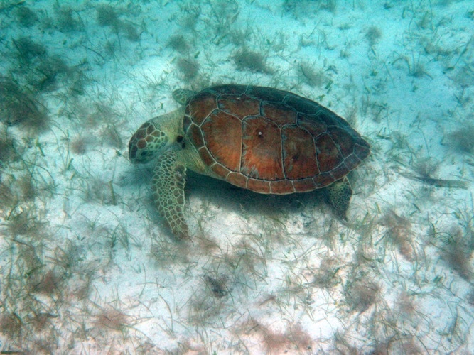 Akumal