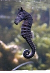   "SEA HORSE "