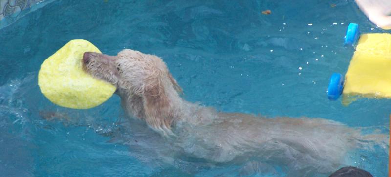 diving dog