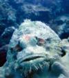 Bearded Scorpionfish