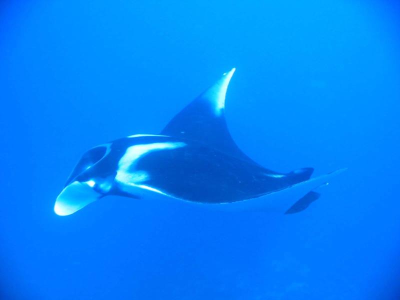 Manta