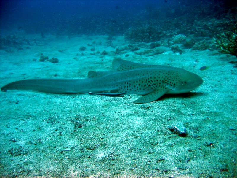 Leopard Shark