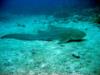 Leopard Shark