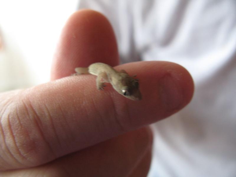 Baby Gecko
