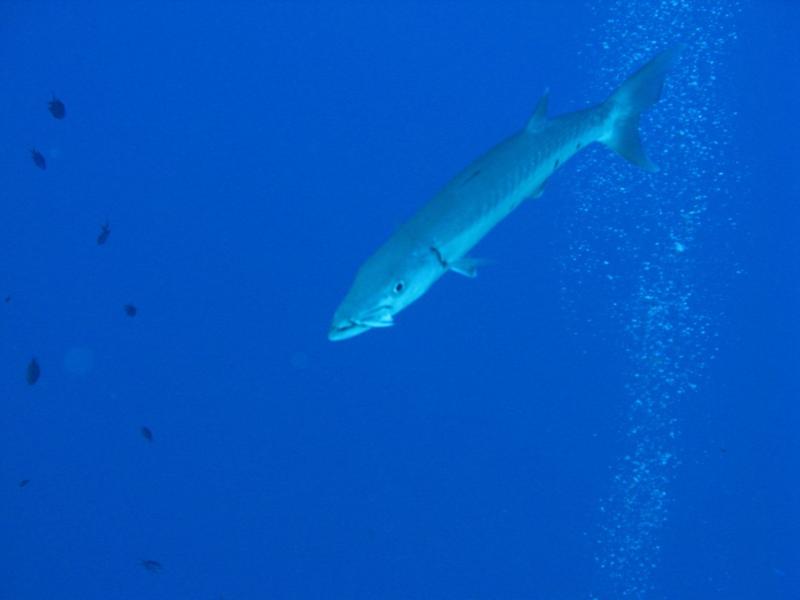 "Cuda w/fin in mouth from last meal