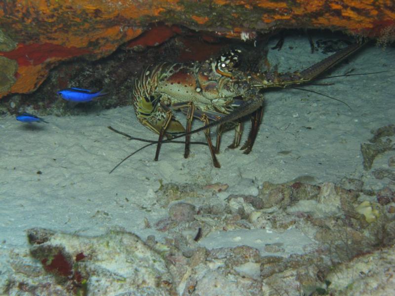 Big "bug" w/Blue Chromis’