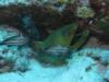 Green Moray w/High Hats