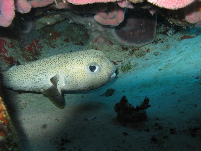 Porcupine fish