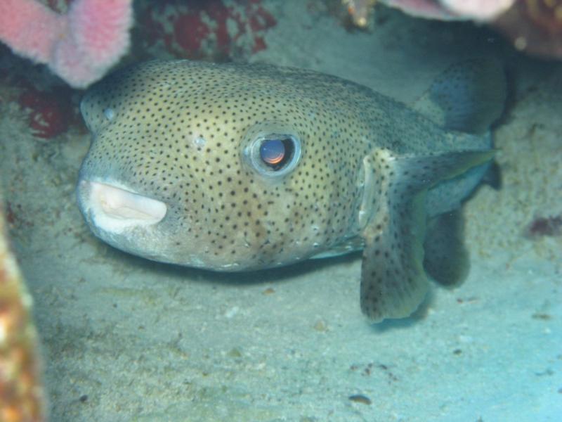 Porcupine fish2 (~2’ long)