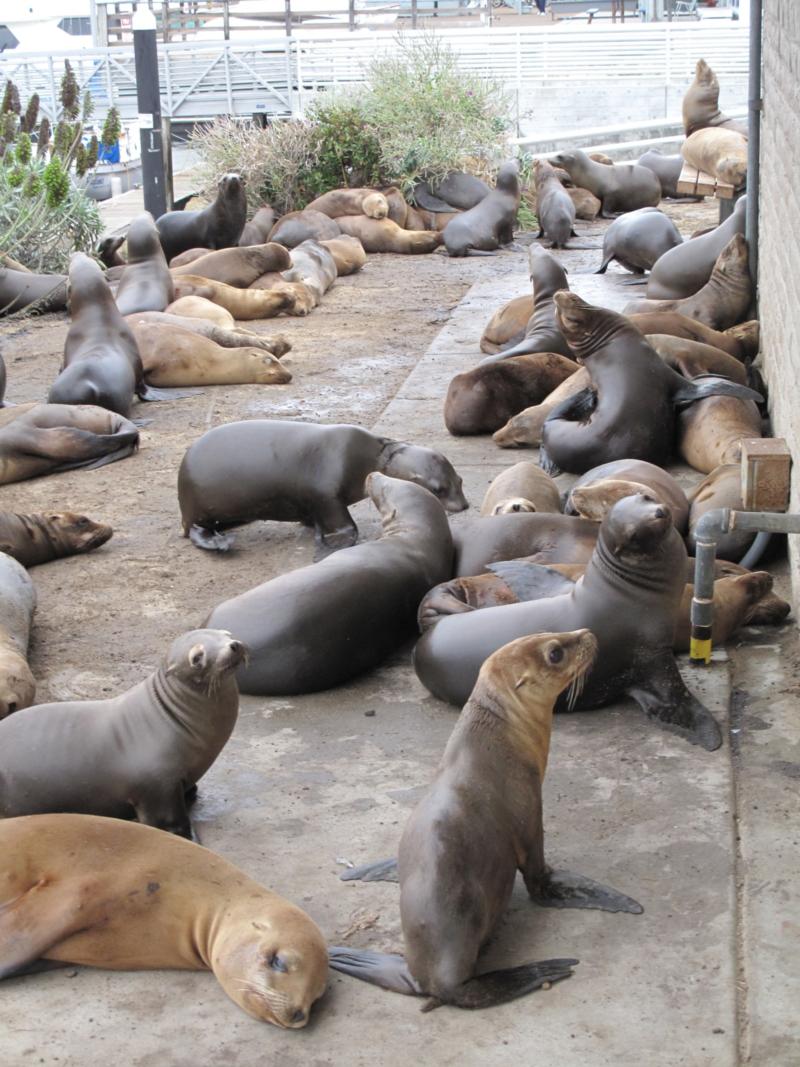 Sea Lion’s surrounding bathrooms at Coastguard Breakwater, Monterey, CA May 24, ’09