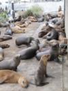 Sea Lion’s surrounding bathrooms at Coastguard Breakwater, Monterey, CA May 24, ’09