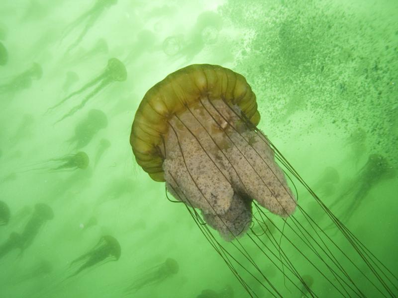 Ceiling of Sea Nettles