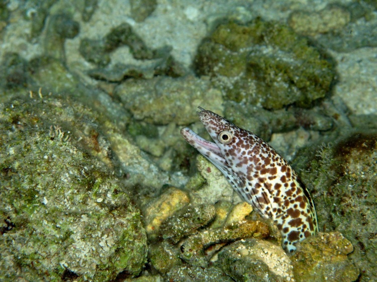 Spotted Eel on Night Dive