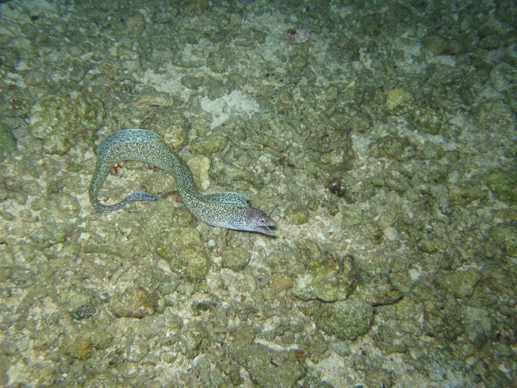 Same Spotted Eel coming to check me out