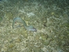 Same Spotted Eel coming to check me out