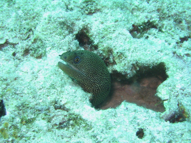 Goldentail Moray 